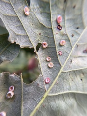 Phylloteras volutellae