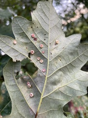 Phylloteras volutellae