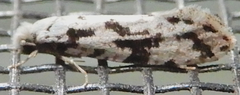 Nemapogon defectella