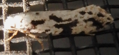 Nemapogon defectella