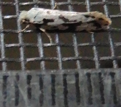 Nemapogon defectella