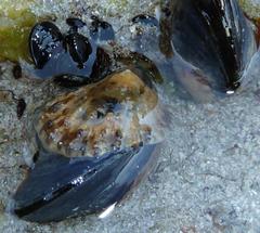Choromytilus meridionalis