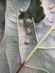 Phylloteras volutellae