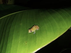 Diasporus