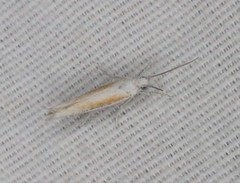 Ypsolopha gerdanella