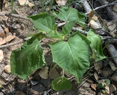 Datura discolor