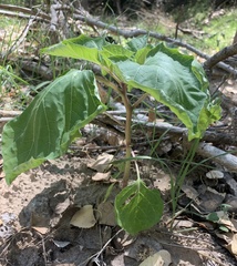 Datura discolor
