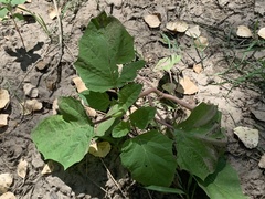 Datura discolor