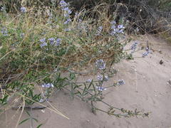 Psoralea venusta