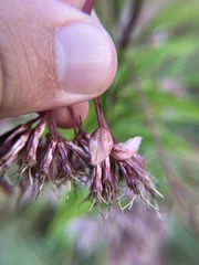 Anthodiplosis eutrochii