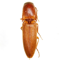 Megapenthes nigriceps