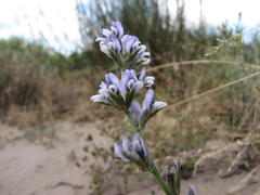 Psoralea venusta