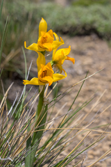 Chloraea alpina