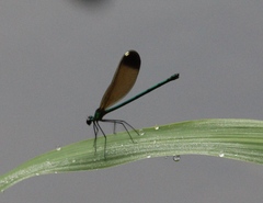 Calopteryx maculata image