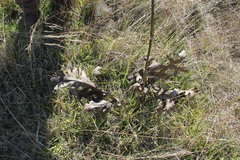 Psacalium platylepis