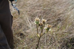 Psacalium platylepis