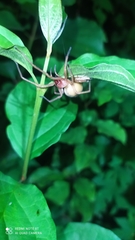 Cheiracanthium punctorium