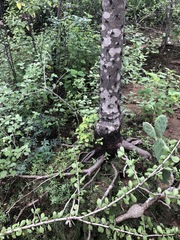 Leuenbergeria guamacho