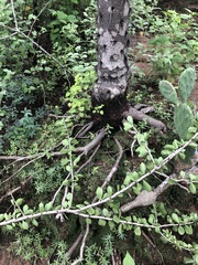 Leuenbergeria guamacho