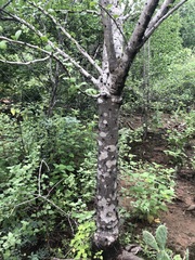 Leuenbergeria guamacho