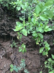 Leuenbergeria guamacho