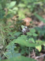 Silene stellata
