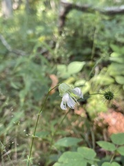 Silene stellata