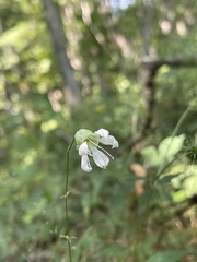 Silene stellata