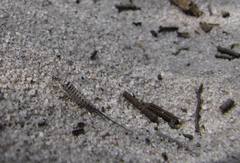 Meinertellidae