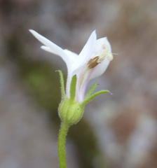 Monopsis alba