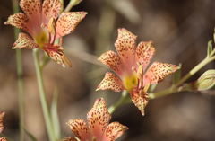 Alstroemeria versicolor