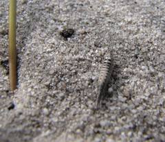 Meinertellidae