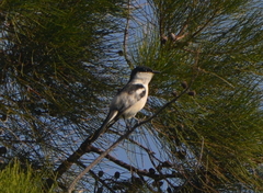 Lalage leucopyga montrosieri