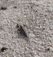 Meinertellidae