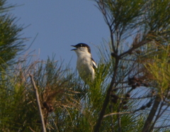 Lalage leucopyga montrosieri
