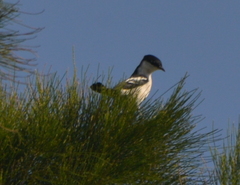 Lalage leucopyga montrosieri
