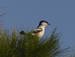 Lalage leucopyga montrosieri