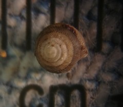 Strobilops