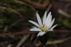 Chaptalia piloselloides