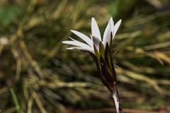 Chaptalia piloselloides