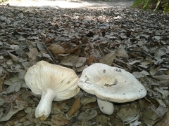 Virescentinae