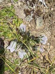 Campanula alpina