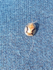 Helocassis flavorugosa