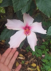 Hibiscus arnottianus
