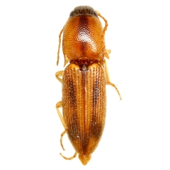 Aeolus trilineatus
