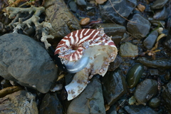 Nautilus macromphalus
