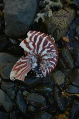 Nautilus macromphalus