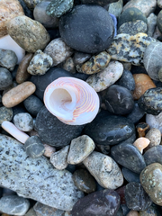 Calliostoma ligatum