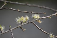 Albizia anthelmintica