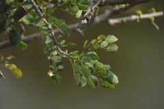Albizia anthelmintica
